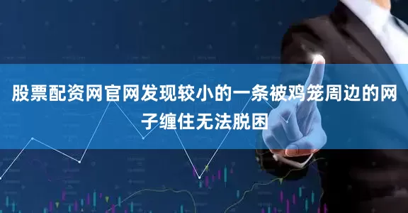 股票配资网官网发现较小的一条被鸡笼周边的网子缠住无法脱困
